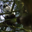 Poussin de Hibou moyen-duc